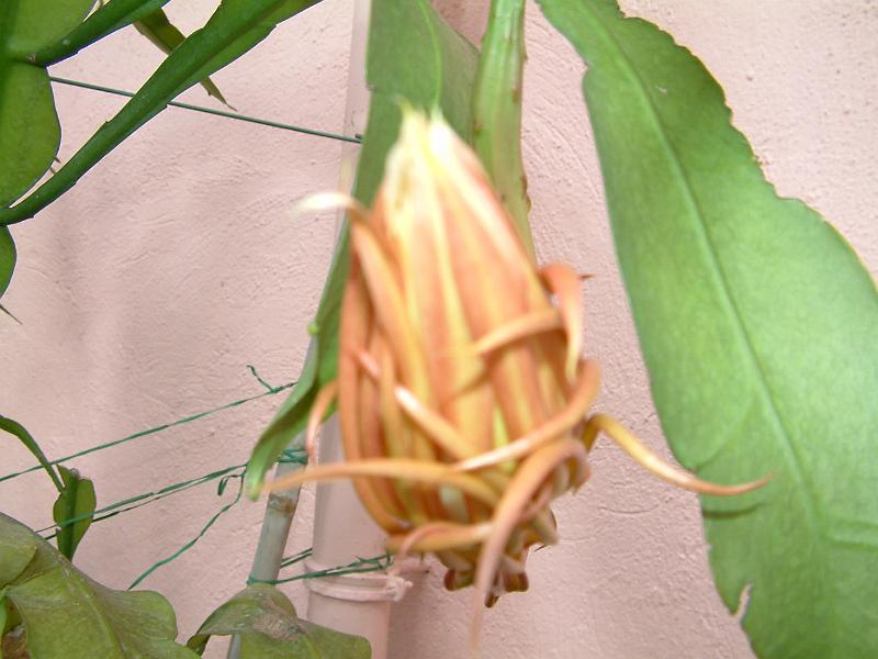DSCF0051( 開花前 ).JPG